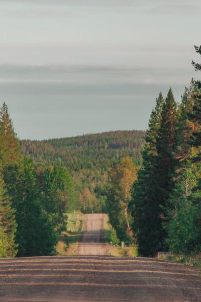 Another country road cutting through a coniferous forest, a summers day anywhere in Sweden Se Vsterbotten Countryroad Coniferous Forests Mountain Summer900