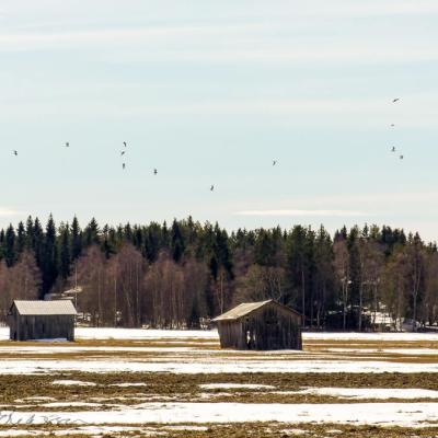 Snow melting on the fields, migrating birds gathering, old barns barely standing, outside Umeå, Sweden Se Vsterbotten Early Spring Field Barns Birds900