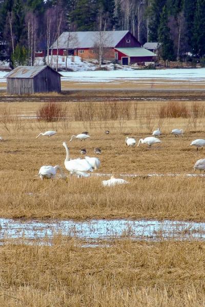 Early spring in the north of Sweden, migrating swans are back, gathering in the fields outside Umeå Se Vsterbotten Early Spring Field Birds Barn Farmhouses900