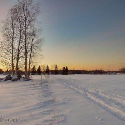 Frozen, snow-covered vast landscape, trails in the snow and a few birches at dusk in Bredvik, Sweden Se Vsterbotten Winter Field Snow Birch Houses Village900